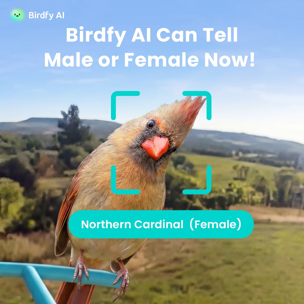 Birdfy Feeder - AI-Powered Smart Bird Feeder with Camera