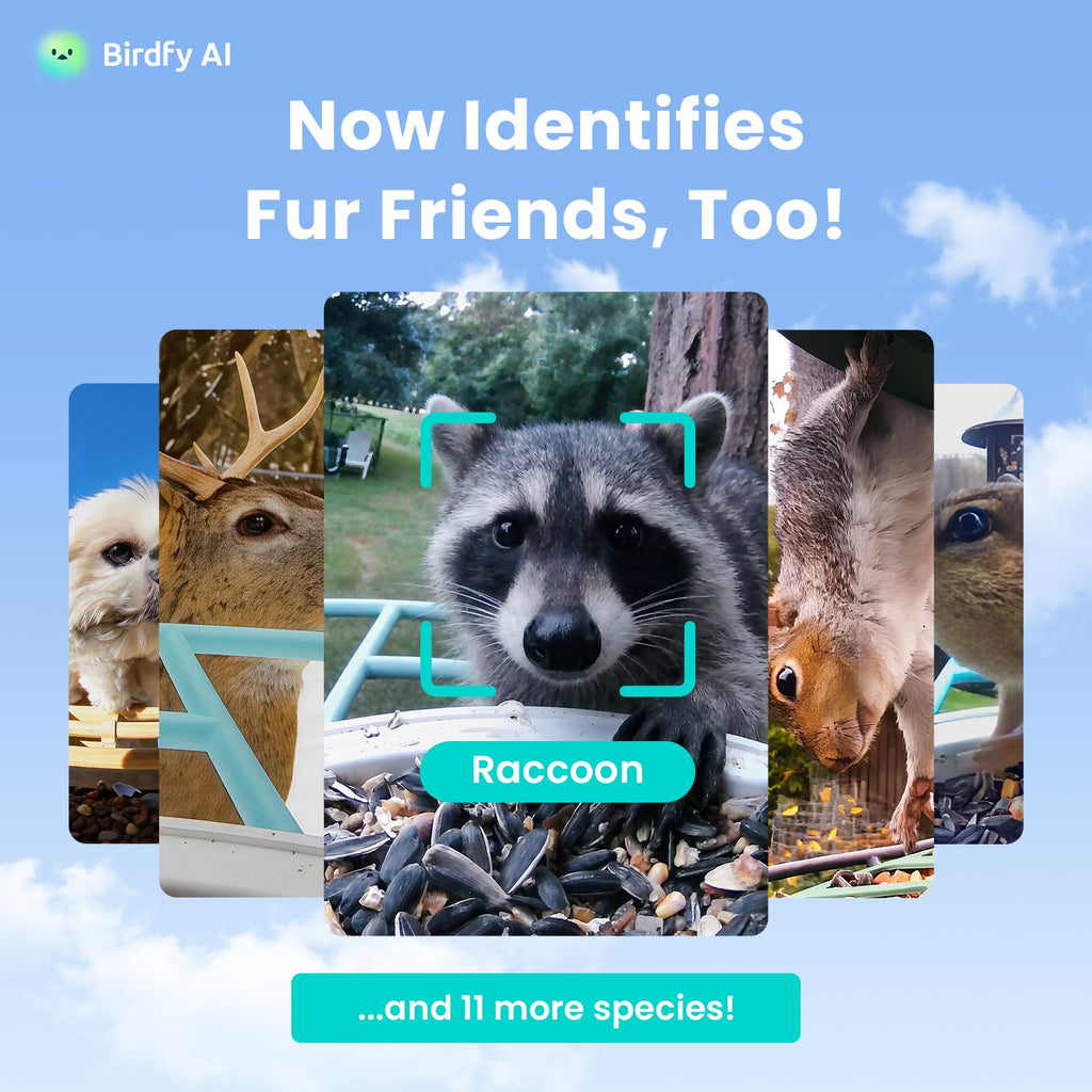 Birdfy Feeder - AI-Powered Smart Bird Feeder with Camera