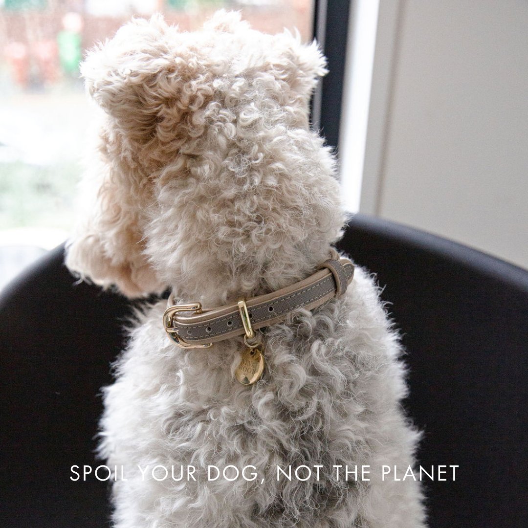 Collar - Vegan Leather
